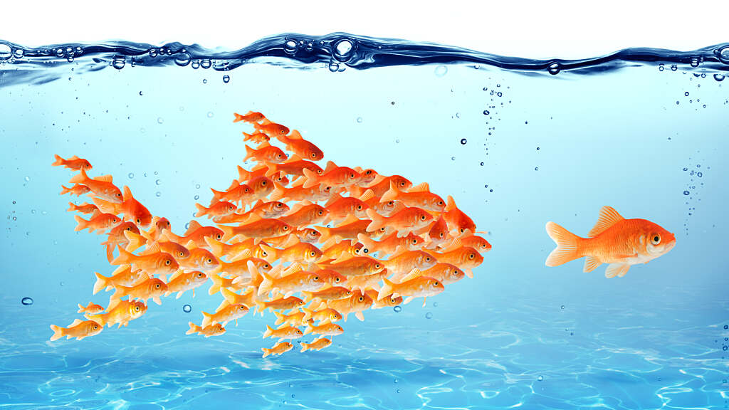 Fish swimming forward Sustainable Marketing Services