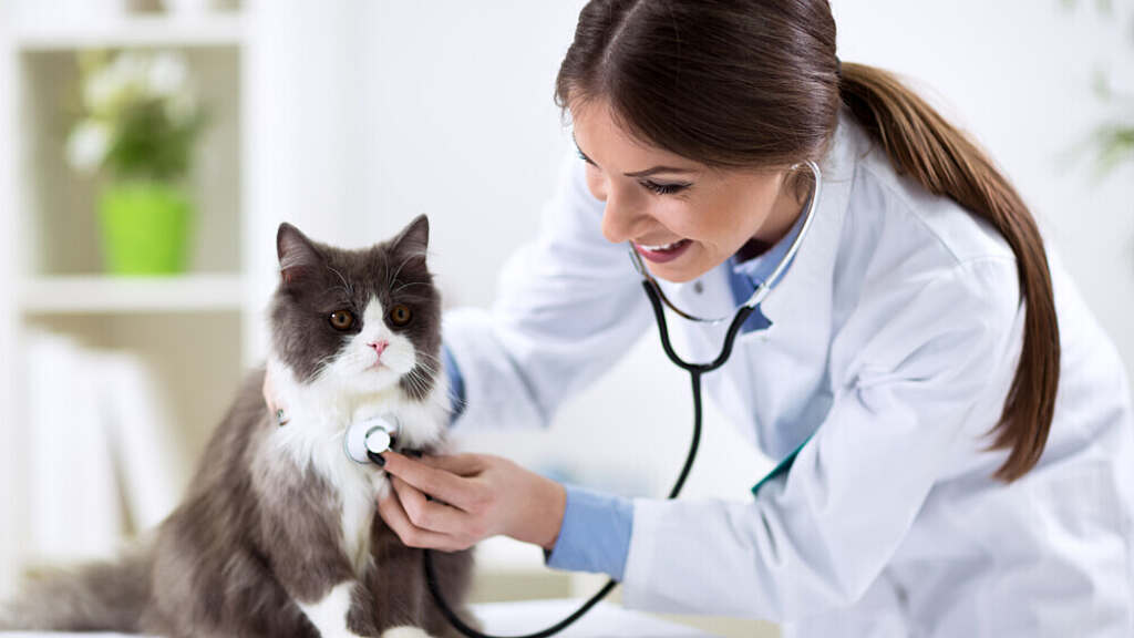 Marketing your veterinary practice