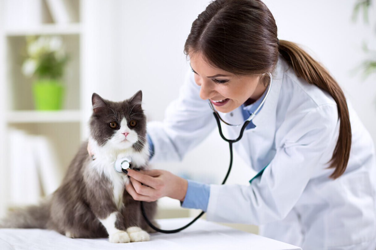 Marketing your veterinary practice