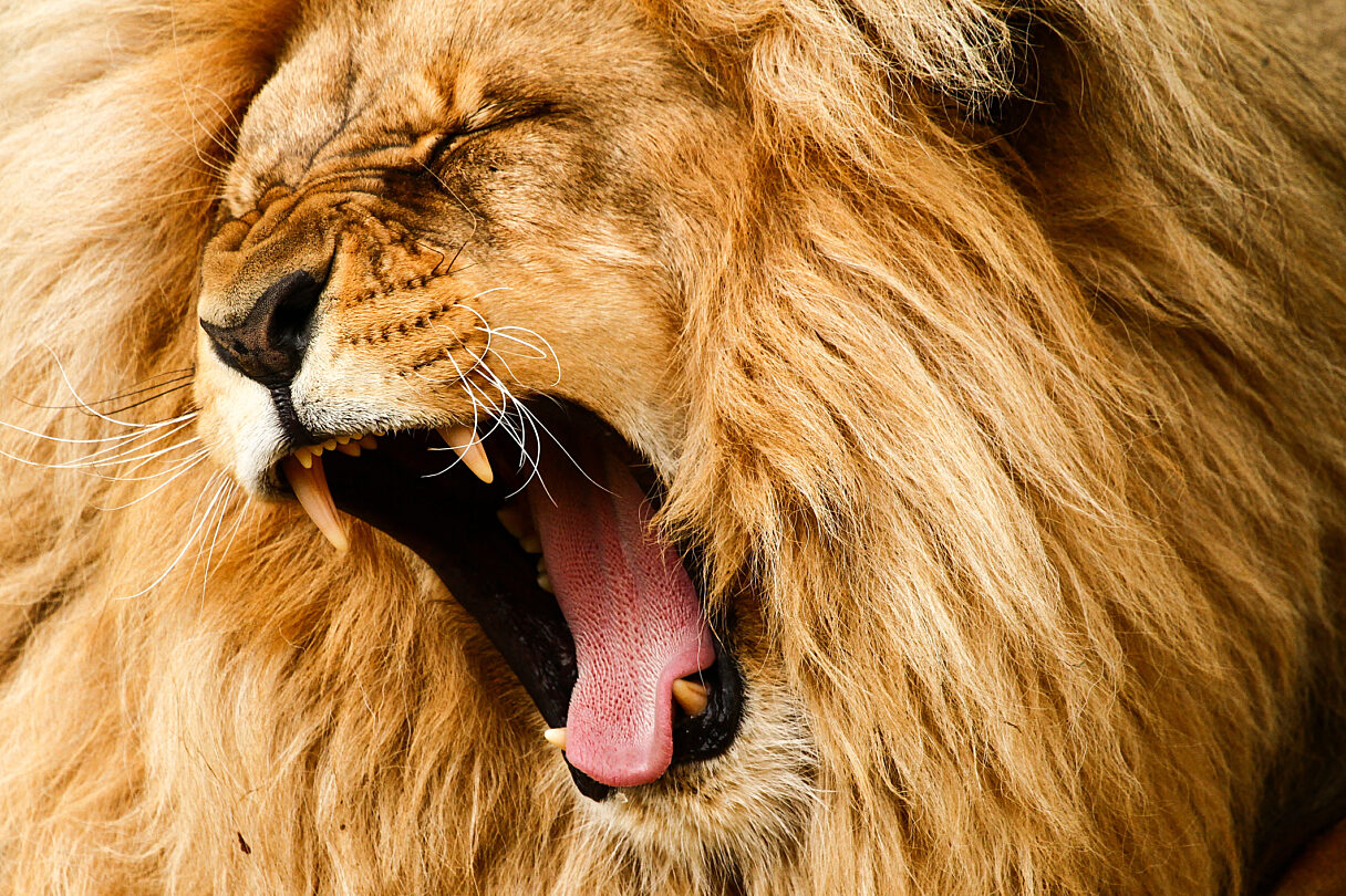 Brave Lion Sustainable Marketing Services